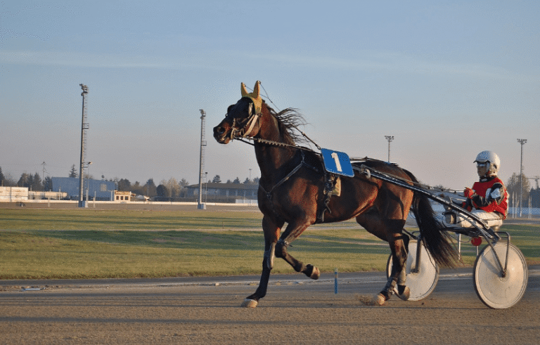 How to Follow Horse Racing Results Effectively